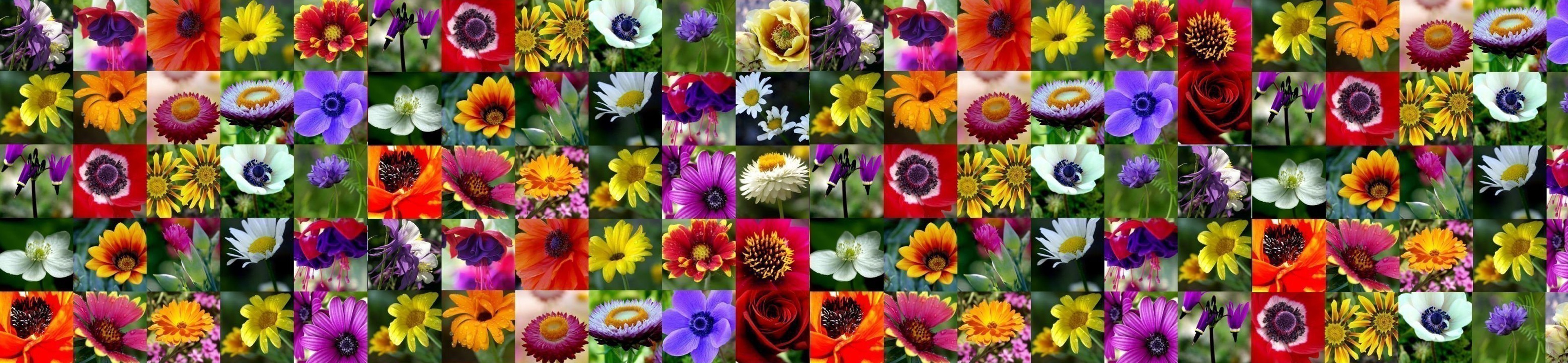 A vibrant display of colorful flowers arranged in a square pattern.