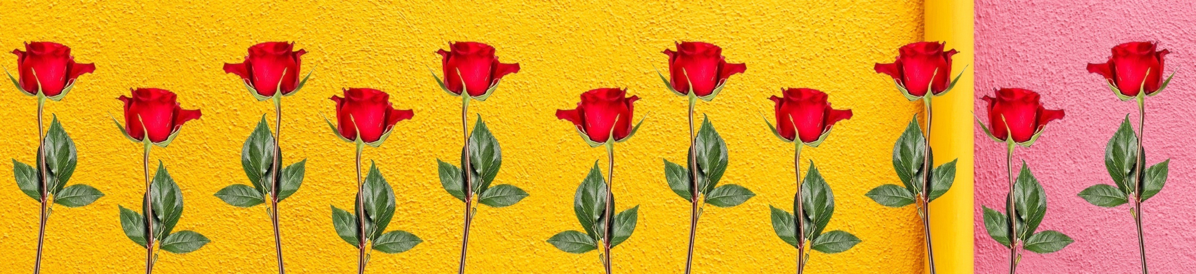 Red roses against a yellow and pink wall.
