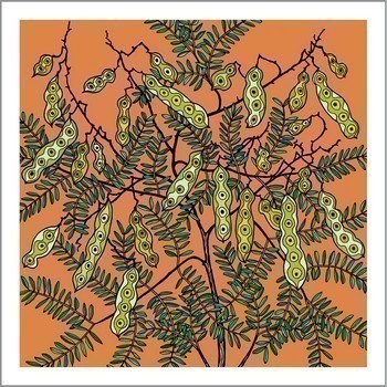 Wattle Pods Native Plant Greeting Card