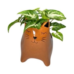 Cat Planter Pot Nephthytis