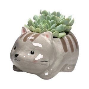 Cat Pot Plant Echeveria