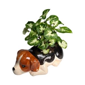 Decorative Pot Beagle Nephthytis